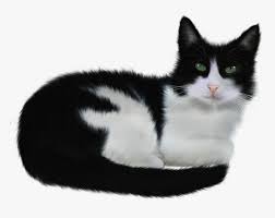 Chat Noir Et Blanc Png Transparent Png Kindpng