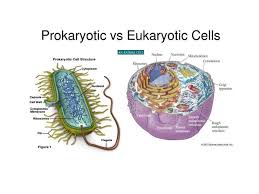 Can animal cells be eukaryotic. Shows The Internal Structure Of Prokaryotic And Eukaryotic Cells Download Scientific Diagram