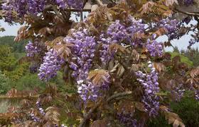 And don't forget to give it a sturdy supporting structure because wisteria's vines turn into trunks with age. How To Grow Wisteria Care Growing Tips Horticulture