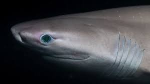 Image result for Shark