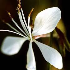 Image result for Oenothera lindheimeri