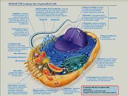 Maybe you would like to learn more about one of these? 1 Zoology 145 Course General Animal Biology For Premedical Student H Zoology Department Lecture 6 Lecture 6 The Eukaryotic Cell Cell Organelles Ppt Download