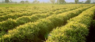 Environmental factors sunlight and rain: Ginger Plantation Allfresch Allfresch