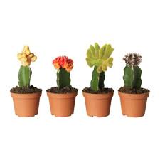 Outdoor living departments in folsom, rocklin and elk grove offer quality patio furniture, grills. Cactus Plants In Pune à¤• à¤• à¤Ÿà¤¸ à¤• à¤ª à¤§ à¤ª à¤£ Latest Price Mandi Rates From Dealers In Pune