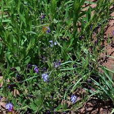 Image result for Rothia hirsuta