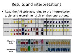 api 20 e