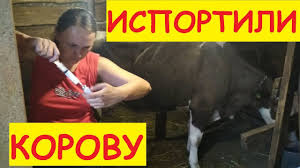 Chto S Korovoj Kak Lechim Chem Lechim Korova Porvala Sosok Rvanaya Rana Na Vymeni Youtube