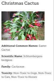 However, you need to know that what is marketed as. Aspca Poisonous Plants Pet Health Insurance Easter Cactus