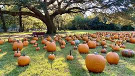 15th Annual Pumpkin Patch