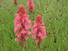Image result for Satyrium hallackii