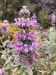Image result for Salvia stenophylla
