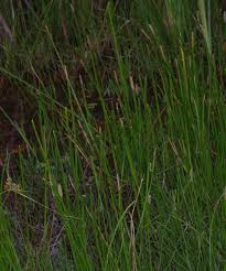 Image result for Eleocharis mutata