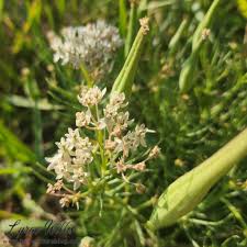 Image result for Farquharia elliptica