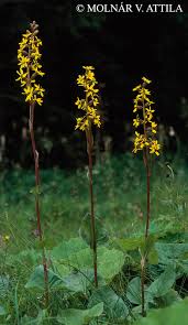 Image result for Ligularia sibirica