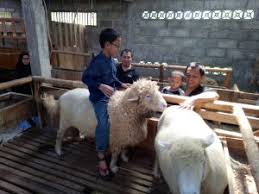Review kandang domba garut super. 0815 7804 5670 Sekolah Peternakan Domba Garut Terbesar August 2021