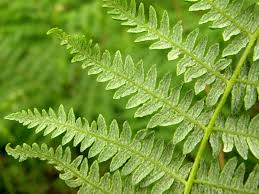 Image result for Pteridium