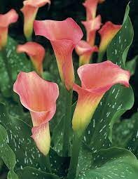 Maybe you would like to learn more about one of these? All About Calla Lilies