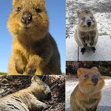 Meet The Quokka The Happiest Animal Ever Happy Animals Cute Animals Baby Animals