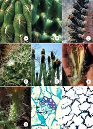 · grow from aerole in various numbers, formations, colors, shapes, sizes, hardness (diagram). Structure Function Relationships In Highly Modified Shoots Of Cactaceae Abstract Europe Pmc
