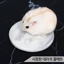 나나를 위해 손수 씻은 재료들을 손질하여 화덕에서 햄스터 전용파스타를 한 번 . í–„ìŠ¤í„°ìš©í'ˆ ë¡¯ë°on