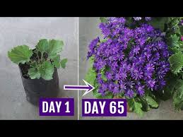 Image result for Cineraria