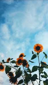 Pin By Rose 98 On Wallpapers Flower Iphone Wallpaper Sunflower Wallpaper Iphone Wallpaper Winter Sfondo vacanza vettoriale con una scheda rotonda, girasoli. pinterest