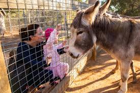 Wagga Zoo Aviary Wagga City Council