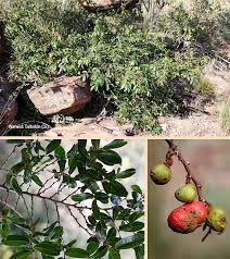 Image result for Hexalobus monopetalus