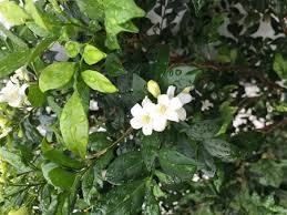 Inggris juga membudidayakan jenis melati lainnya yaitu j. Bunga Melor Putih Jasminum Sambac Flowering Beautifully In Stock Photo Picture And Royalty Free Image Image 89686640