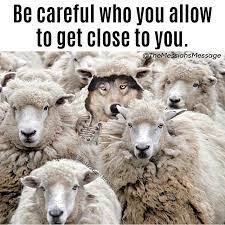 Wolf Sheep Life Love On Instagram Funny Sheep Sheep Animals