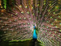 Check spelling or type a new query. Where The Peacocks Dance Nature Sites Seeing In Maharashtra Times Of India Travel