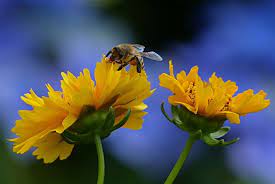 Planting For Bees Apiculture New Zealand