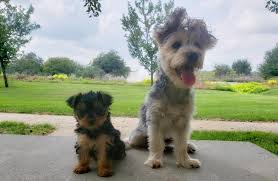 Shorkie poos aren't as widely available as their purebred parents. Yorkie Puppies 8 Weeks And 6 Months Aww