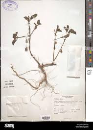 Image result for Pedalium