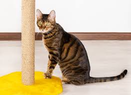 Kedinizi Nasil Oynatabilirsiniz Enpati Net Kedi Bakimi