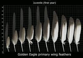 Anyone convicted of violating the law could face a fine of up to $100,000 and a year in jail. 260 Best Eagles Eagle Feathers Other Feathers Ideas In 2021 Eagle Feathers Eagles Eagle