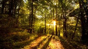 Browse latest collection of nature wallpapers, images, pics and photos in hd resolutions available in different sizes which perfectly fits on your desktop. Relaxing Forest Wallpapers Wallpaper Cave