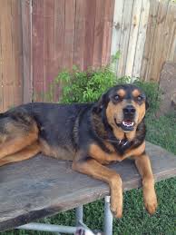 As for the weight range of the corgi rottweiler mix it could be anywhere between 28 and 135 pounds. Catahoula Rottweiler Mix Petsidi