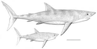 You will be delighted to know that coloring is an activity that may assist your kids to calm. How To Draw A Megalodon