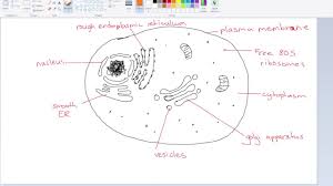 Maybe you would like to learn more about one of these? How To Draw A Eukaryotic Cell Ib Biology Youtube