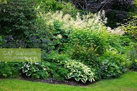 Bright pink (or fuschia) hydrangeas along the side of a walkway. Mixed Border With Sh Stock Photo By Christa Brand Image 0248776