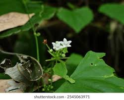 Image result for Zehneria