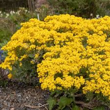 Image result for Aurinia