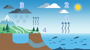 The Water Cycle – Horrible Science Bitesize - BBC Bitesize