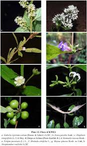 Image result for Pavetta sp. F