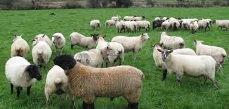 Alfrdos Lolohalmukallal Twitter