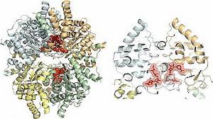 Aducanumab, now known as aduhelm, is the first novel alzheimer's treatment to gain approval in nearly two decades. Protein Structure Identification Aids Search For Drugs To Combat Disease Technology Networks