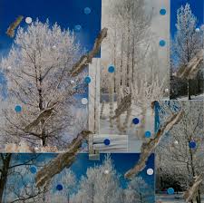 Close up of aspen trees forest trunks and bark high up in the colorado rockies. Aspen Trees In Winter Christine Meytras