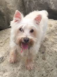 He might be the dog who runs over and has a sniff, or the cat who comes to sit beside you. Rehomed Archives Page 4 Of 24 Terrier Sos A Uk Based Dog Rescue