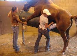 Women wanking horses